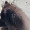 Pomeranian female puppy