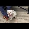 UKC micro American bully stude for 