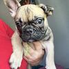 Toto The French bulldog 
