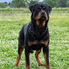 1 year old female Rottweiler for sale