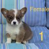 AKC Welch, Pembroke, corgi puppies