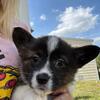 UKC Reg. Pembroke welch Corgi puppies
