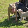 American Bully Stud Service