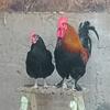 Roosters- Marans & Easter Egger