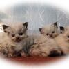 Himalayan Kittens for April 2025