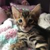 TICA Purebred Brown Rosetted Bengal Kittens