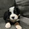 AKC Bernese puppies!