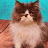 Cfa Chocolate and white Persian male
