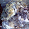 Raw Shetland Wool $15 per lb