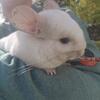 Chinchillas Available