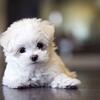 Striking Teacup Female Maltese For Sell