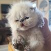Gorgeous Himalayan kittens CFA REGISTERED