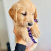 Golden Retriever Puppies – Family Raised in Florida
