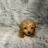 Adorable Ckc teacup Maltipoo
