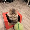 4y old male persian cat