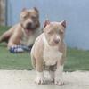 Precious Pitbull Puppies for Sale 