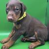 doberman Puppi for sale