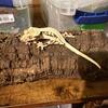 Geckos 