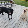 Beautiful lab retrievers for rehoming 