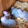 Rare Turquoise Green Cheek Conure Babies for Handfeeding