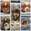 Mini Australian Shepard puppies