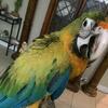 Catalina/Shamrock baby macaw