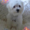 Our New Baby!~ Purebred Male Maltese Puppy ~ "Alex" is Ready for His New Home!