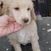 Standard Poodle, male puppy 