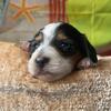 Angus - blk & white long haired piebald  male