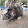 Mini rex/mix rabbit 