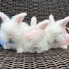 gorgeous english angora bunnies - pedigreed