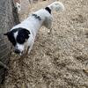 Cattle dog/border collie mix looking for an active home with lots of love!