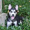 Husky - German Shepherd mixed puppy - Kitsu - 4 1/2 months old 