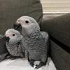 Very Tamed babies African grey parrots