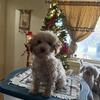 Toy poodle male 