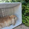 Mini Lop Bunny 