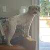 Wheaten Terrier