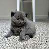 Scottish Fold Kittens 