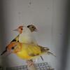 Mutations Goldfinches 2023 2024
