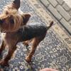 Registered 2 year old male yorkshire terrier available for stud 