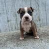 American bully puppies 