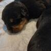 German Rottweilers puppies 