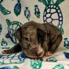 Rare Breed Italian Daniff Cane Corso x Great Dane Mastiff Developing Breed
