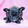 French Bulldog Geneva Female