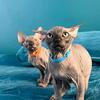 Sphynx kittens in USA