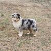 Rough collie puppies