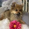 Boy Pomeranian 