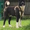 16month old Purebred Akit Akc registered mild manner beautiful great with kidsMust have a loving home and backyard.