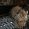 Satin/Lionhead mix 