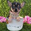 Chihuahuas Teacups & Toys, maltese, pomeranian, yorkies, poodles